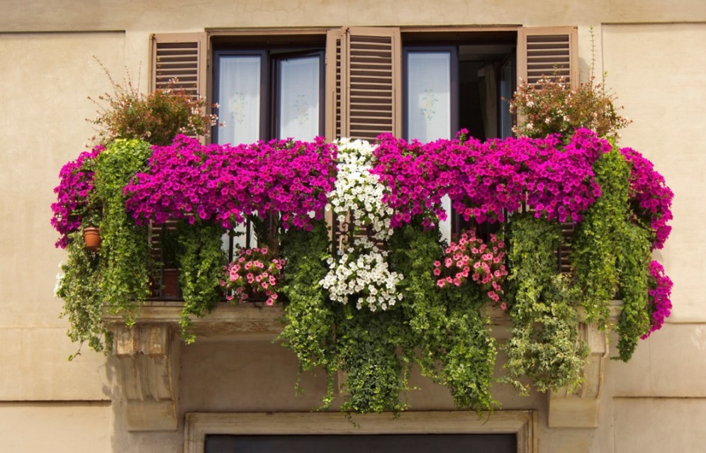 Hnojiva na balkonové rostliny a